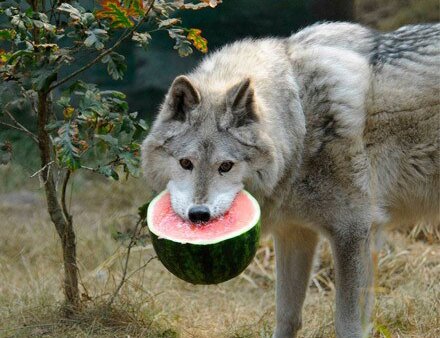Little Animals, Eat Watermelons,likable