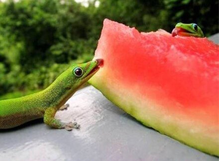 Little Animals, Eat Watermelons,likable